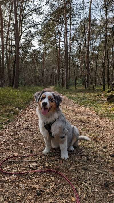 Hundetreffen-Spazieren gehen und spielen-Bild