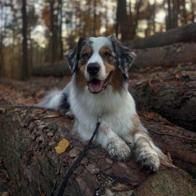 Hundetreffen-Spazieren gehen und spielen-Bild