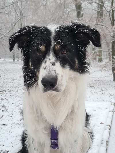 Fotochallenge 61 ~ Schnee-Beitrag-Bild