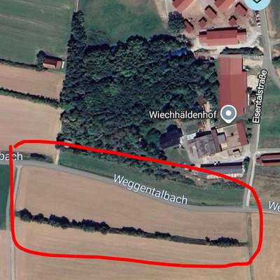 Giftköder-Blaukorn-Bild