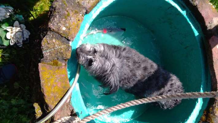 Dogorama-Monats-Challenge-Mai "Wasser"-Beitrag-Bild