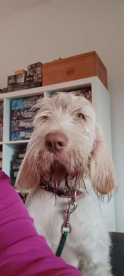 Spinone Italiano & Segugio Italiano im Sauerland-Beitrag-Bild