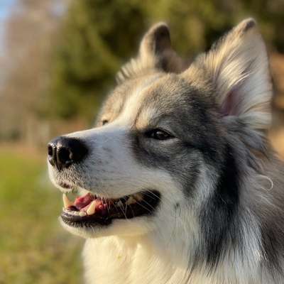 Hundetreffen-Spaziergang mit Buddy in Steinheim-Profilbild