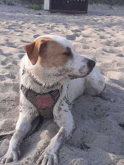 Hundetreffen-Gemeinsame Spaziergänge-Bild