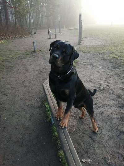 Rottweiler-Beitrag-Bild