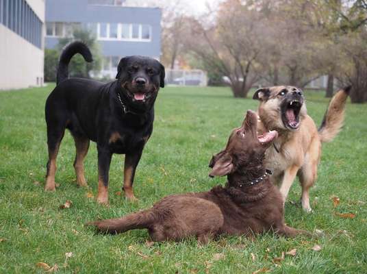 Fotochallenge 60 ~ Verrückt - Zeigt die lustigsten und verrücksten Bilder von euren Hunden-Beitrag-Bild