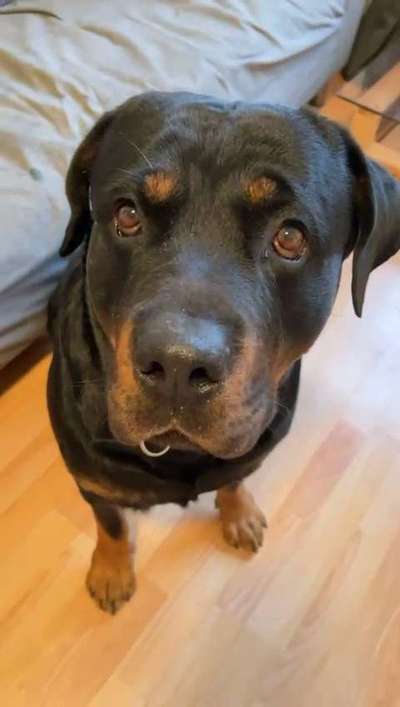 Dackelblick-Beitrag-Bild