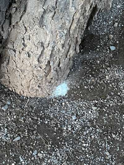 Giftköder-Weißes Pulver an Bäumen-Bild