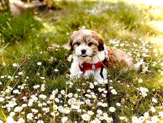 Havaneser-Beitrag-Bild