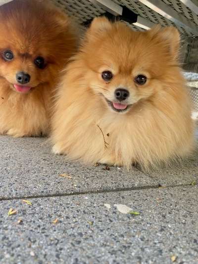 Überfordert mit Leinenaggression und Panik – brauche dringend Rat-Beitrag-Bild