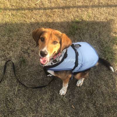 Hundetreffen-Gemeinsam Spazieren nur Weibchen