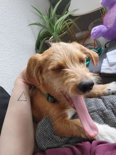 Jack Russel Dackel Mischlinge-Beitrag-Bild