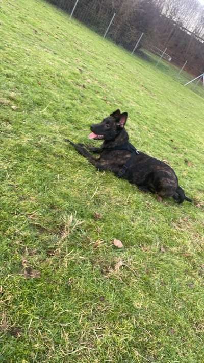 Hundetreffen-Social Walk in Gießen-Bild