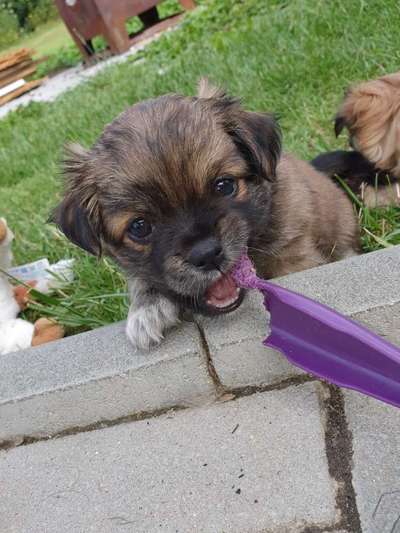 Welpen Bilder !-Beitrag-Bild