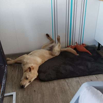 Hundetreffen-Junghunde Spieltreffen-Bild