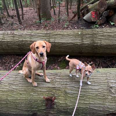 Hundetreffen-gemeinsamer Spaziergang ohne Kontakt 🐶-Bild
