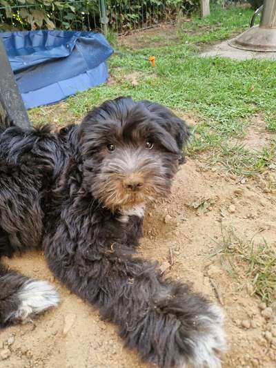 Tibet Terrier-Beitrag-Bild