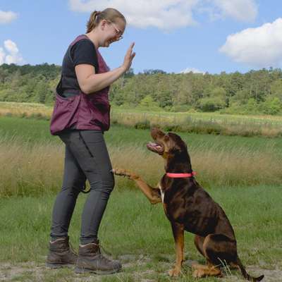 %{de_profession_title}-Trick dog-Bild