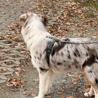 %{de_profession_title}-Junghundgruppe-Bild