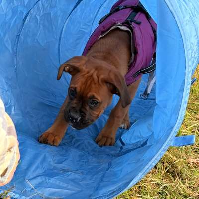 %{de_profession_title}-Welpengruppe-Bild