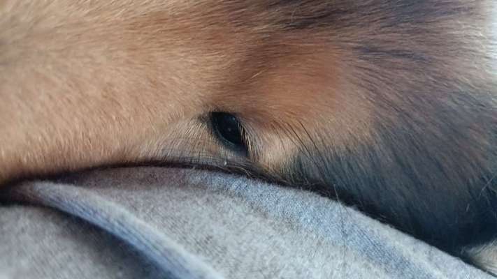 Kleiner weißer Punkt mittig im Auge meines Hundes-Beitrag-Bild