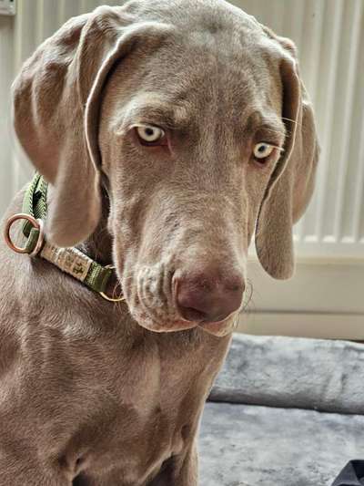 Weimaraner-Beitrag-Bild