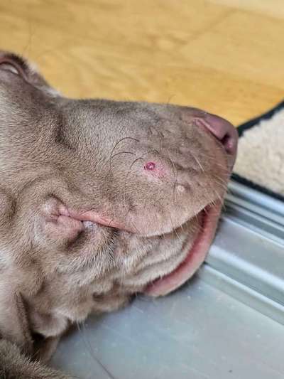 Roter Pickel am Maul (Weimaraner Welpe 11 Wochen alt)-Beitrag-Bild