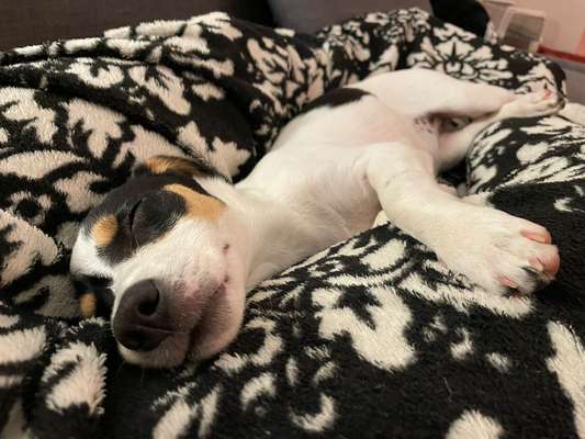 Jack Russell Terrier-Beitrag-Bild
