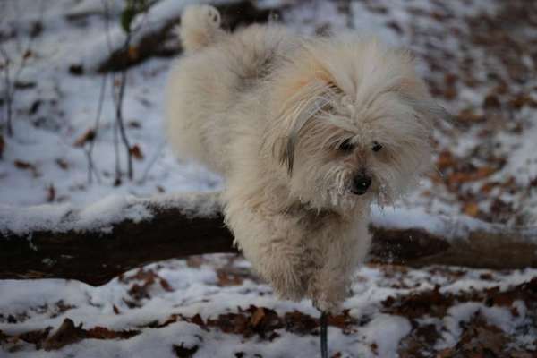 Dogorama Photo Challenge - Winterstimmung-Beitrag-Bild