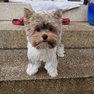 Hundetreffen-Würden uns freuen mit jemanden aus Borghorst spazieren zu gehen-Bild