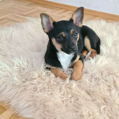 Hundetreffen-Treffen Spielrunde