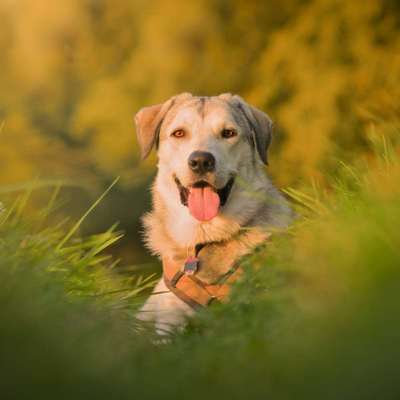 Hundetreffen-Spazieren und spielen-Bild