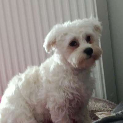 Hundetreffen-Junghunde Spaziergang und Spielen-Bild