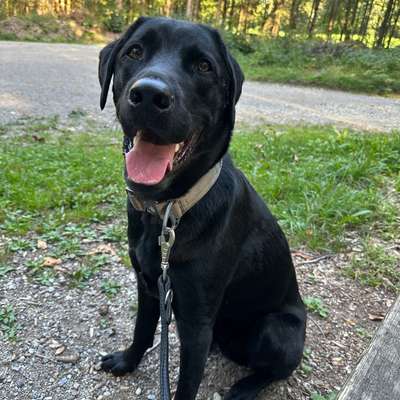 Hundetreffen-Trainingsspaziergang-Bild