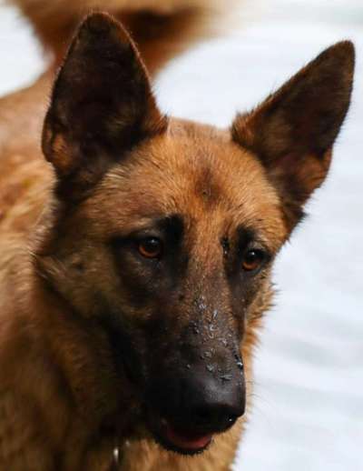 Fotochallange Nr. 57     PORTRÄT.   Beendet!!!!!!!!-Beitrag-Bild