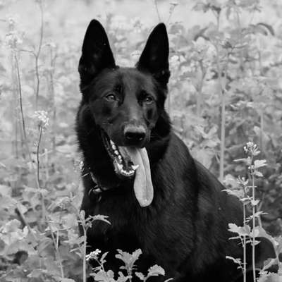 Fotochallange Nr. 57     PORTRÄT.   Beendet!!!!!!!!-Beitrag-Bild