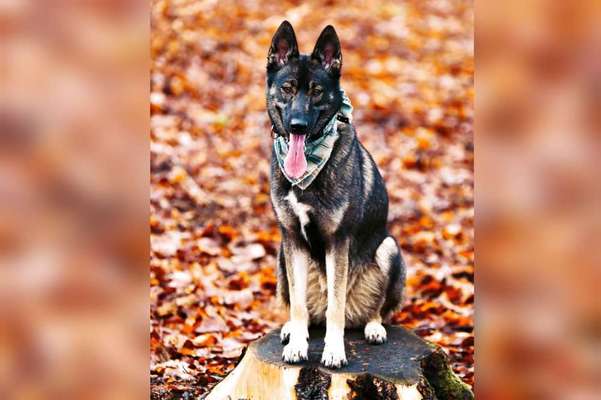 Schäferhund-Beitrag-Bild