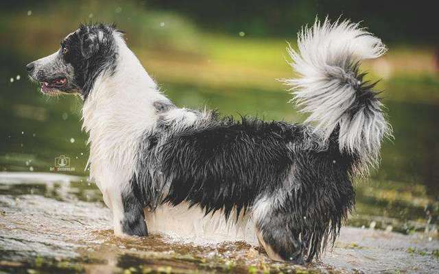 Mischlinge raten - Rätselspaß-Beitrag-Bild