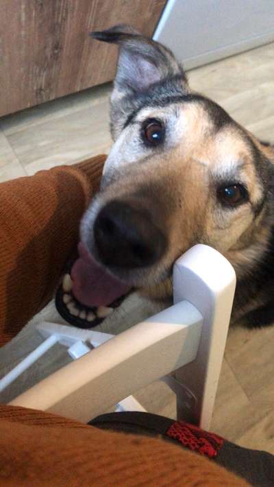 CHALLENGE NR. 19 - Der Hundeblick-Beitrag-Bild