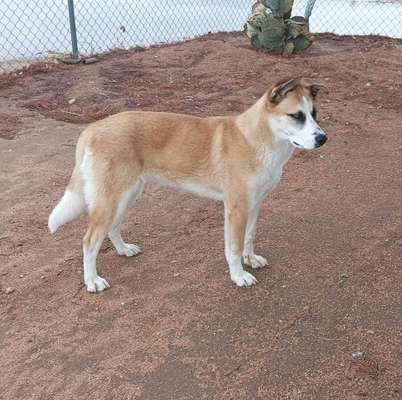 Mischlinge raten - Rätselspaß-Beitrag-Bild