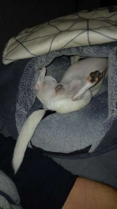 Dogorama Photo Challenge- Höhlen/Tunnel-Beitrag-Bild