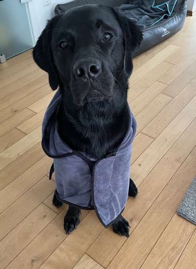 Labradorfans-Beitrag-Bild