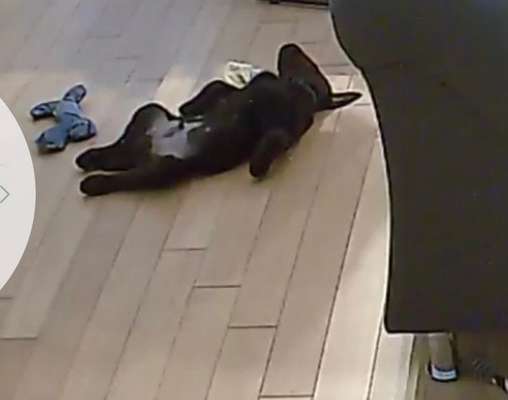 Wie lange sollte ein Hund alleine bleiben?-Beitrag-Bild