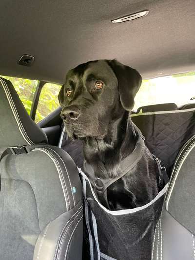 Hund richtig auf Rückbank sichern-Beitrag-Bild