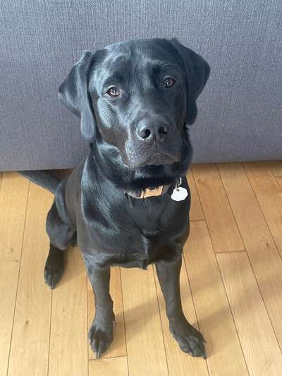 Labradorfans-Beitrag-Bild