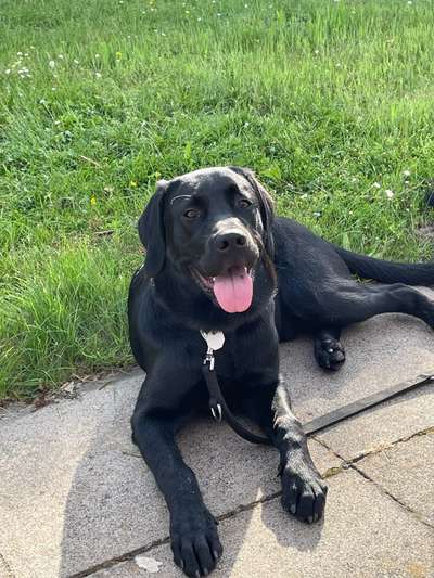 Lustige Merkmale am Hund - Fellzeichnungen :)-Beitrag-Bild