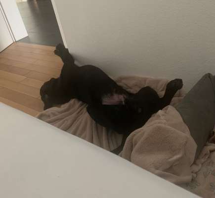 Bis zu welchem Alter soll ein Welpe nachts in der Box schlafen?-Beitrag-Bild