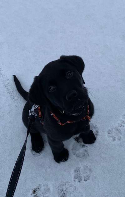 CHALLENGE NR. 19 - Der Hundeblick-Beitrag-Bild