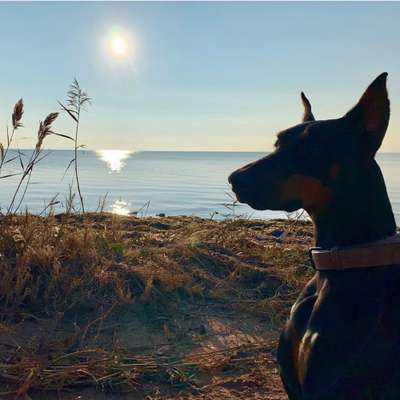 Dogorama-Monats-Challenge-Mai "Wasser"-Beitrag-Bild