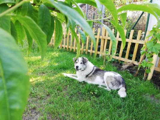 Fotochallenge No. 26                                     Wald und Wiese-Beitrag-Bild